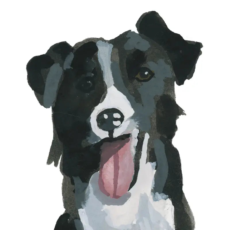 Collie