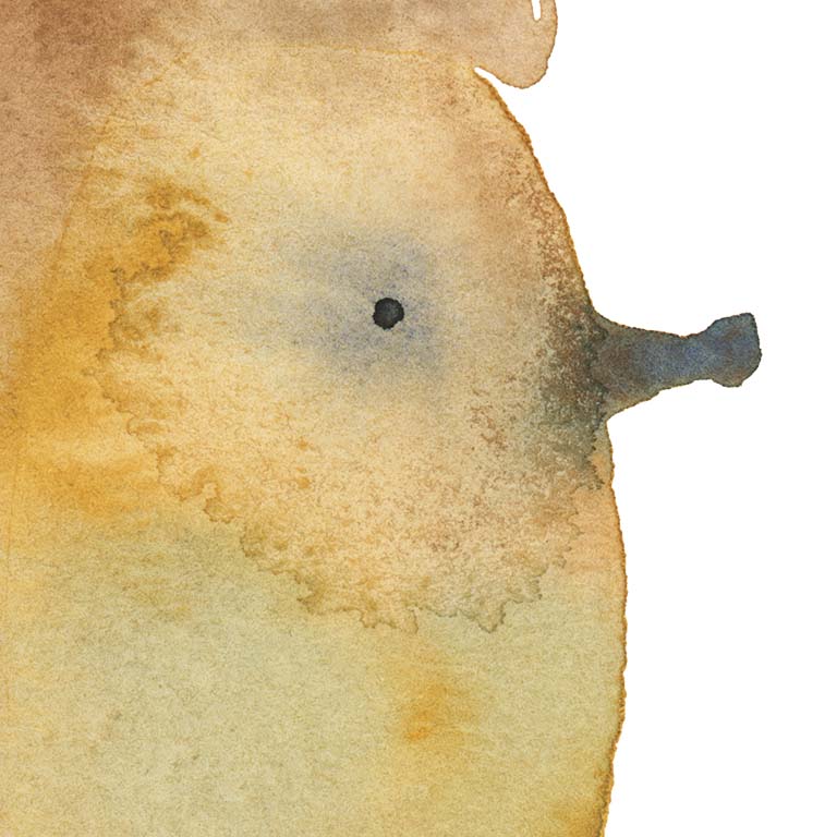 Hedgehog