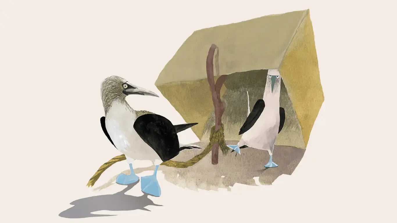 Booby Trap illustration, two blue footed boobies and a box trap