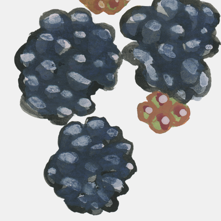 Blackberries