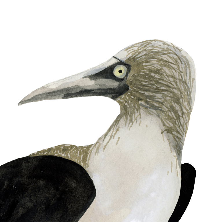Side Booby