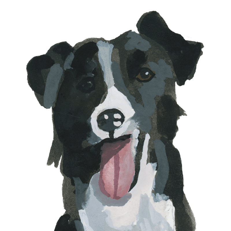 Collie