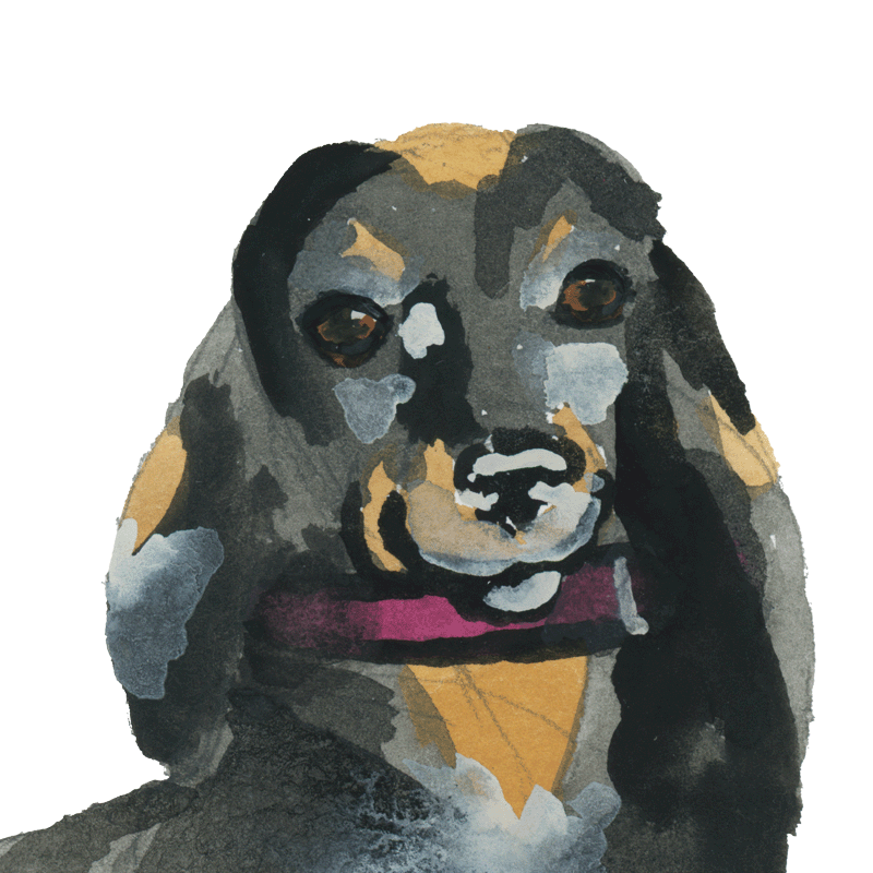 Dachshund