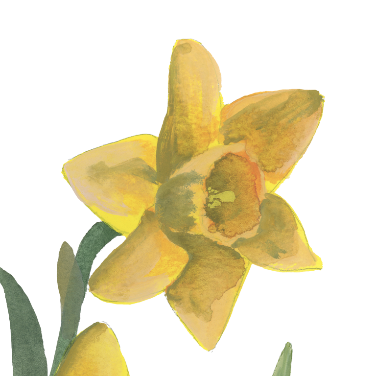 Daffodils