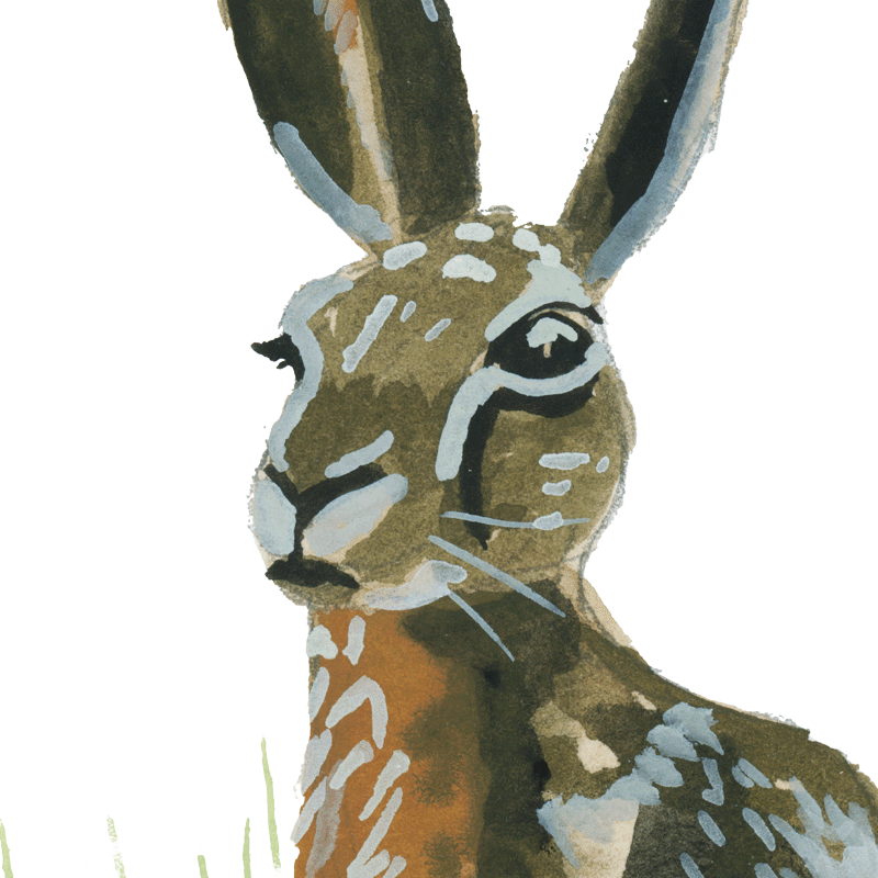 Hare