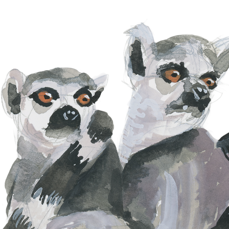 Ring-Tailed Lemurs
