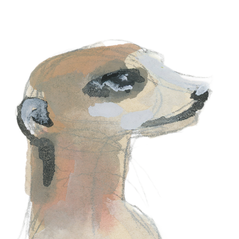Meerkat
